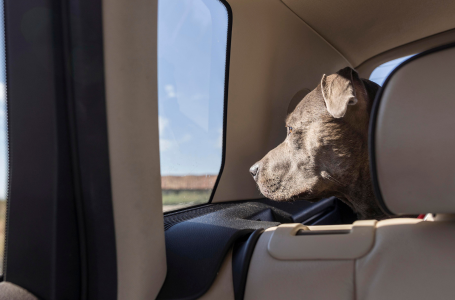 Guidare con animali a bordo: ecco la normativa!