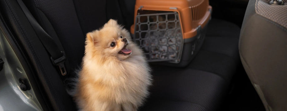 Animali in auto normativa