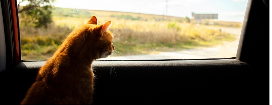 Gatti in auto cosa fare