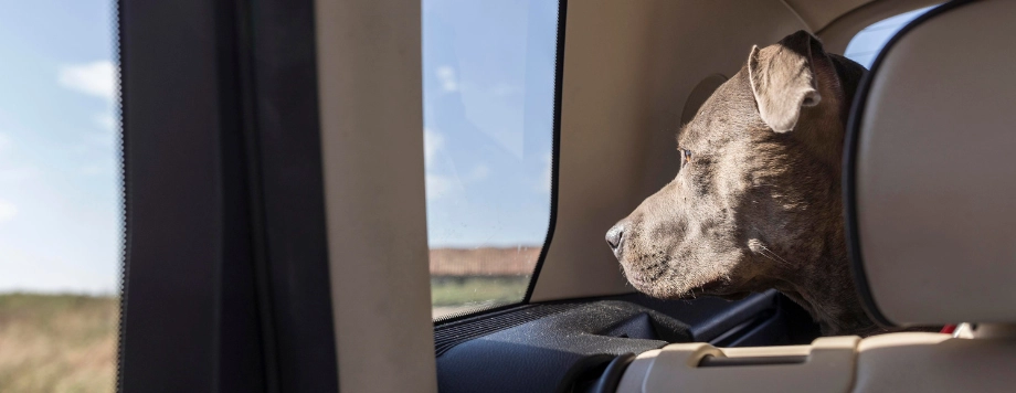 Cani in auto cosa fare
